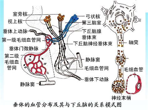 脈弦|【脈象學說】十二種常見脈象簡述